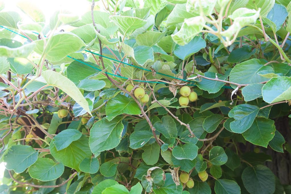 La Petite Chesnee Διαμέρισμα Sacey Εξωτερικό φωτογραφία